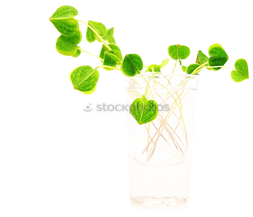 Similar – Image, Stock Photo Water bottle with green leaves