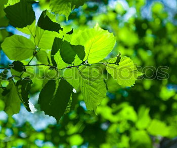 Similar – Foto Bild Im Garten Eden Baum grün