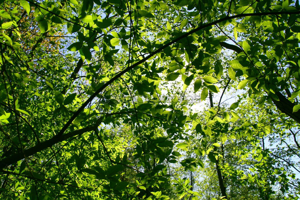 Similar – Zwei Tauben in Paris Vogel