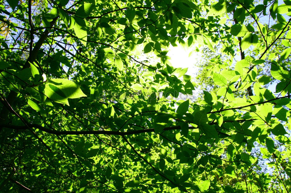 Similar – walnut leaves Nature Plant