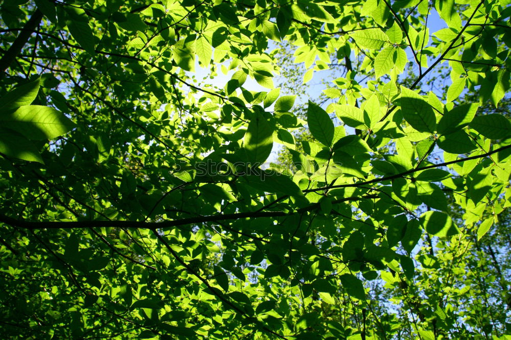 Similar – Im Garten Eden II Baum