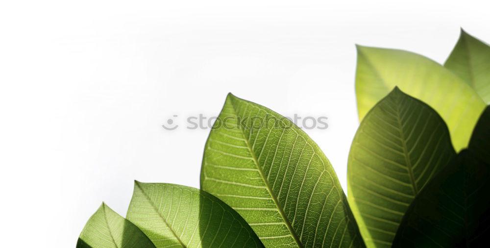 Similar – Image, Stock Photo Creative layout made of green leaves