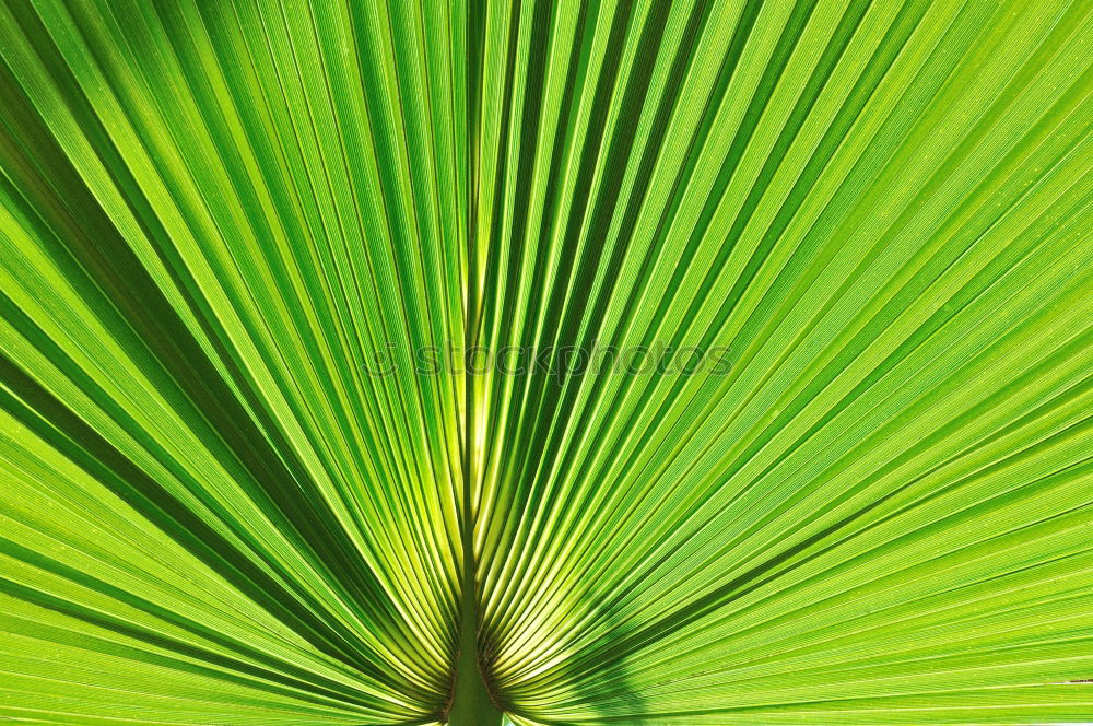 Similar – Image, Stock Photo jungle hunt Leaf Green