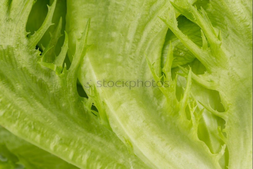 Similar – salad food Green Plant