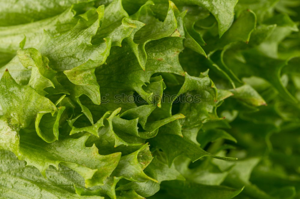 Similar – salad food Green Plant