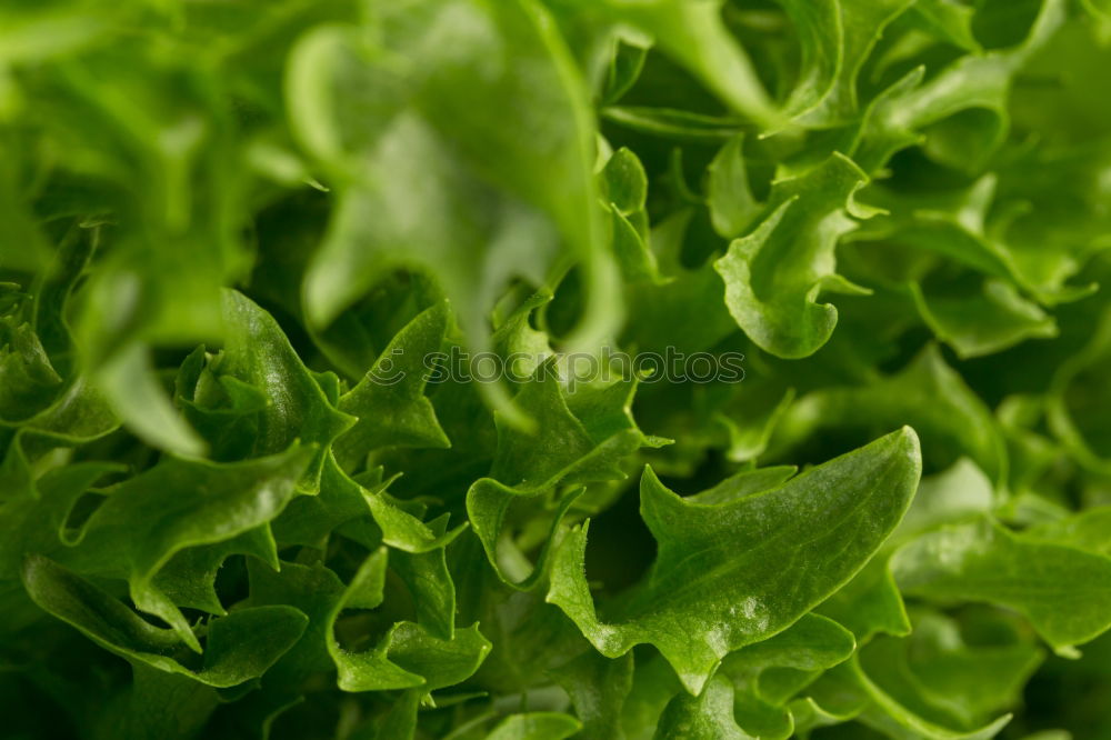 Similar – jazz ma cress Food