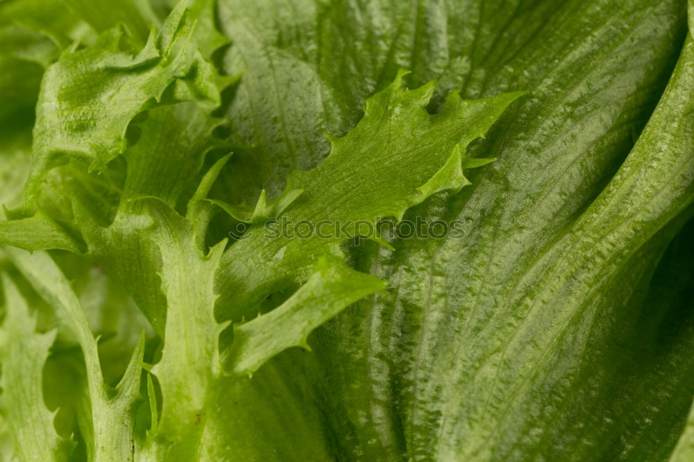 Similar – salad food Green Plant