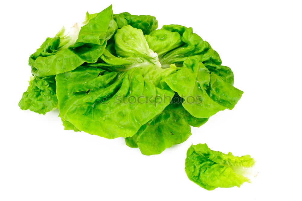 Similar – salad Lettuce