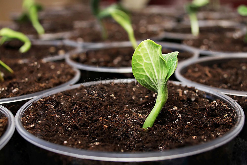 Similar – Image, Stock Photo Beetroot plant in an earthen pot in a raised bed between small salad plants