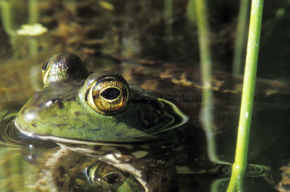 Similar – Well camouflaged Lake Pond