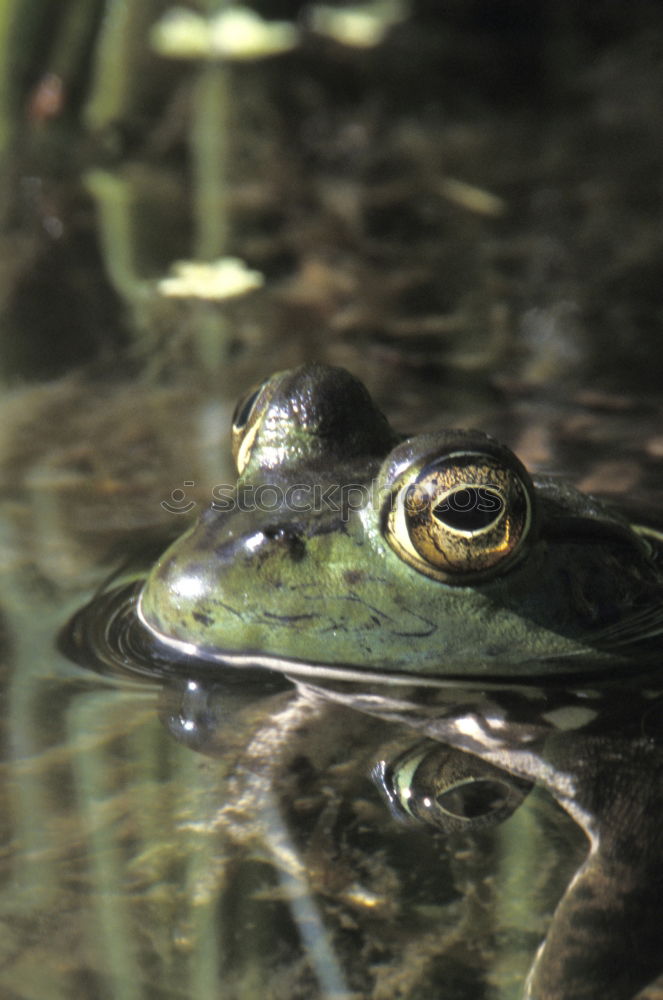 Similar – Prince? Animal Frog Brown