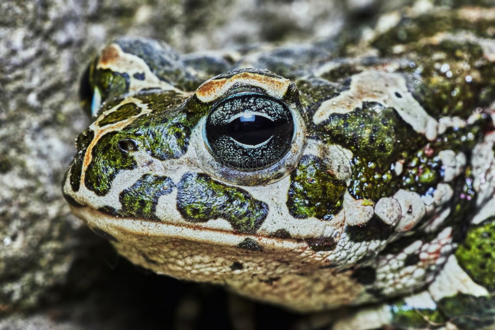 Growing up: Grass frog (Rana temporaria)