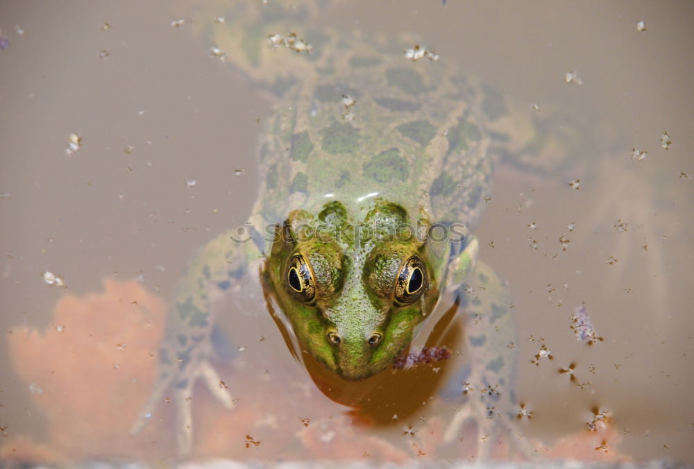 Similar – Green Frog Toad Stripe