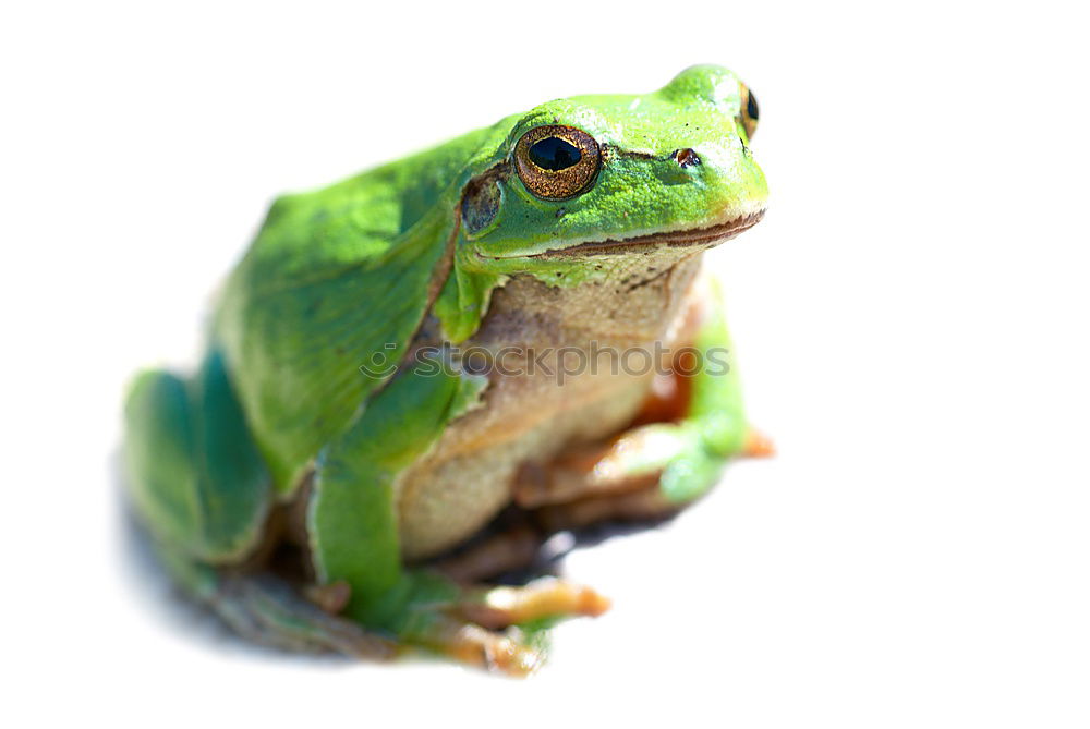 Similar – cute green frog on furniture