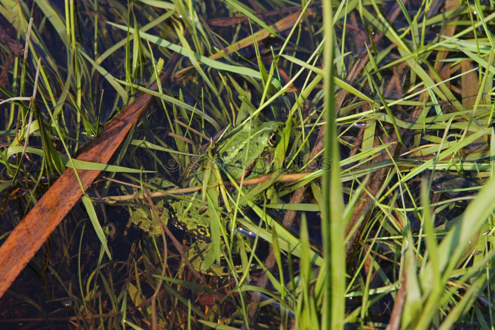 Similar – urban gardening bio fenchel