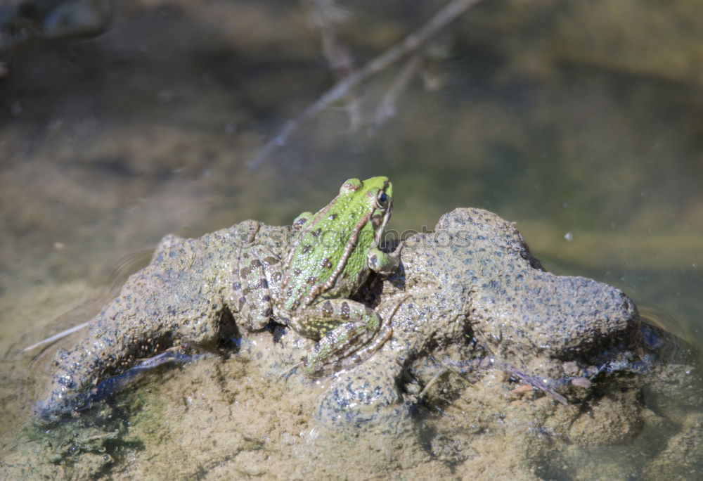 Similar – Kiss me, I am a… Frog! What else?