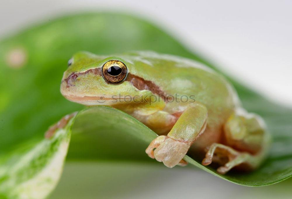 Similar – Image, Stock Photo Little cold friend Hand