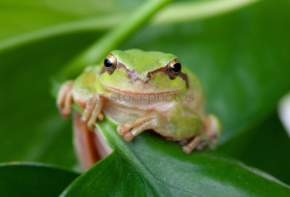 Similar – cute tree frog climbing on twig