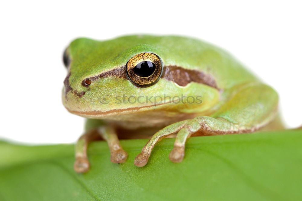 Similar – cute green frog on furniture