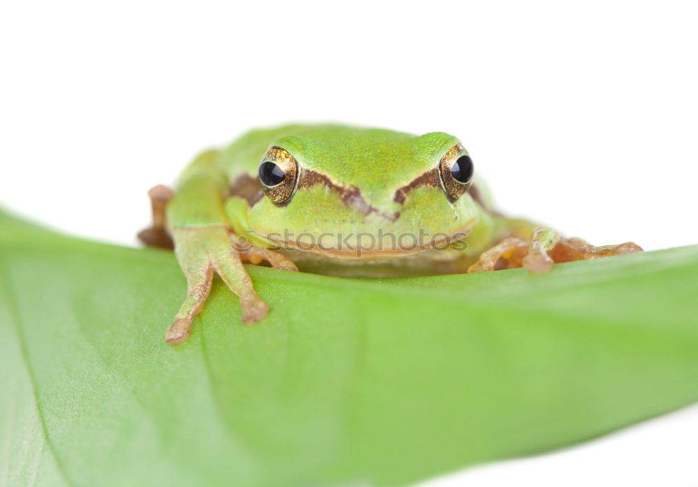 cute green frog on furniture