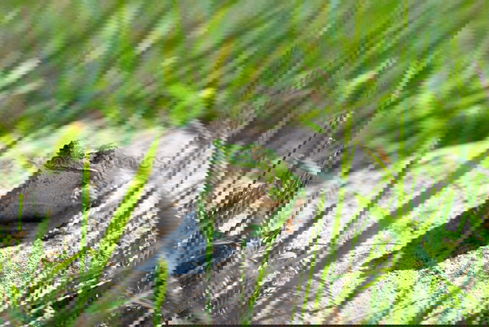Similar – Image, Stock Photo Frog on the hand.