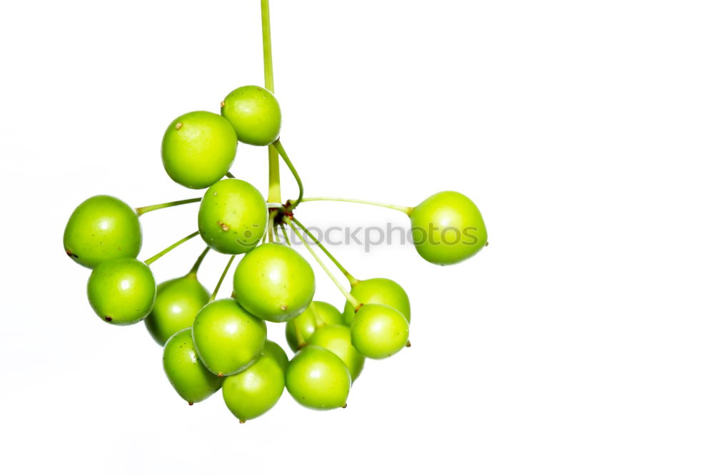 Similar – Image, Stock Photo tree of growth