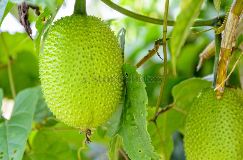 Similar – Avocado fruit on the tree