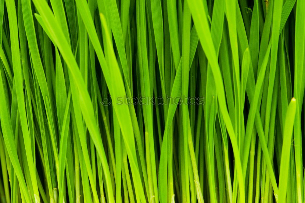 Similar – Foto Bild grasgrün Wiese Gras Halm