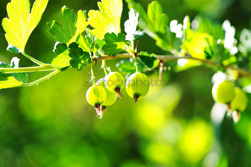 Similar – Backlit Fresh Green Tree Leaves In Summer