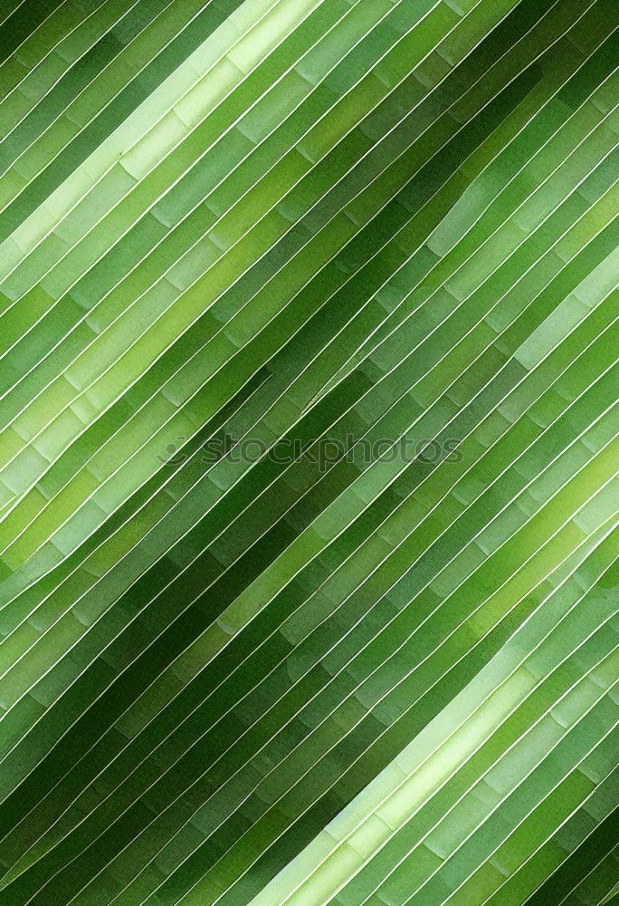 Similar – Fern Plants Pteridopsida