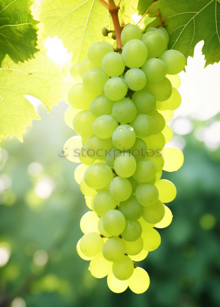 Similar – Image, Stock Photo Grapes 5 Summer