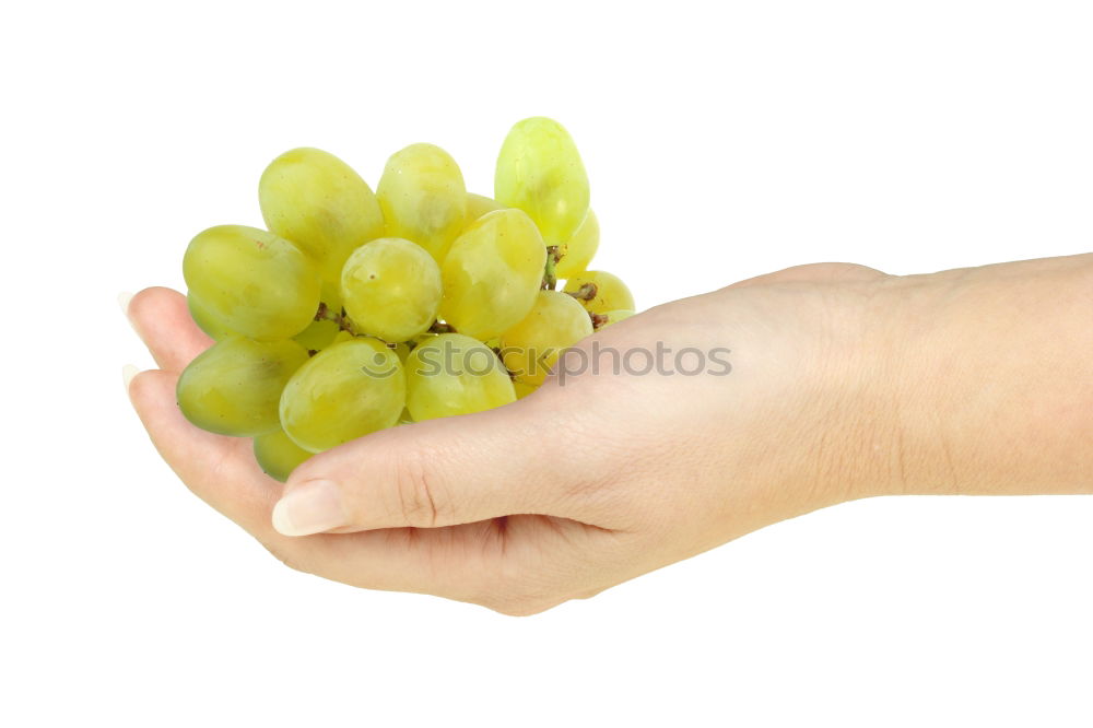 Similar – Woman’s hand holding ripe green grape