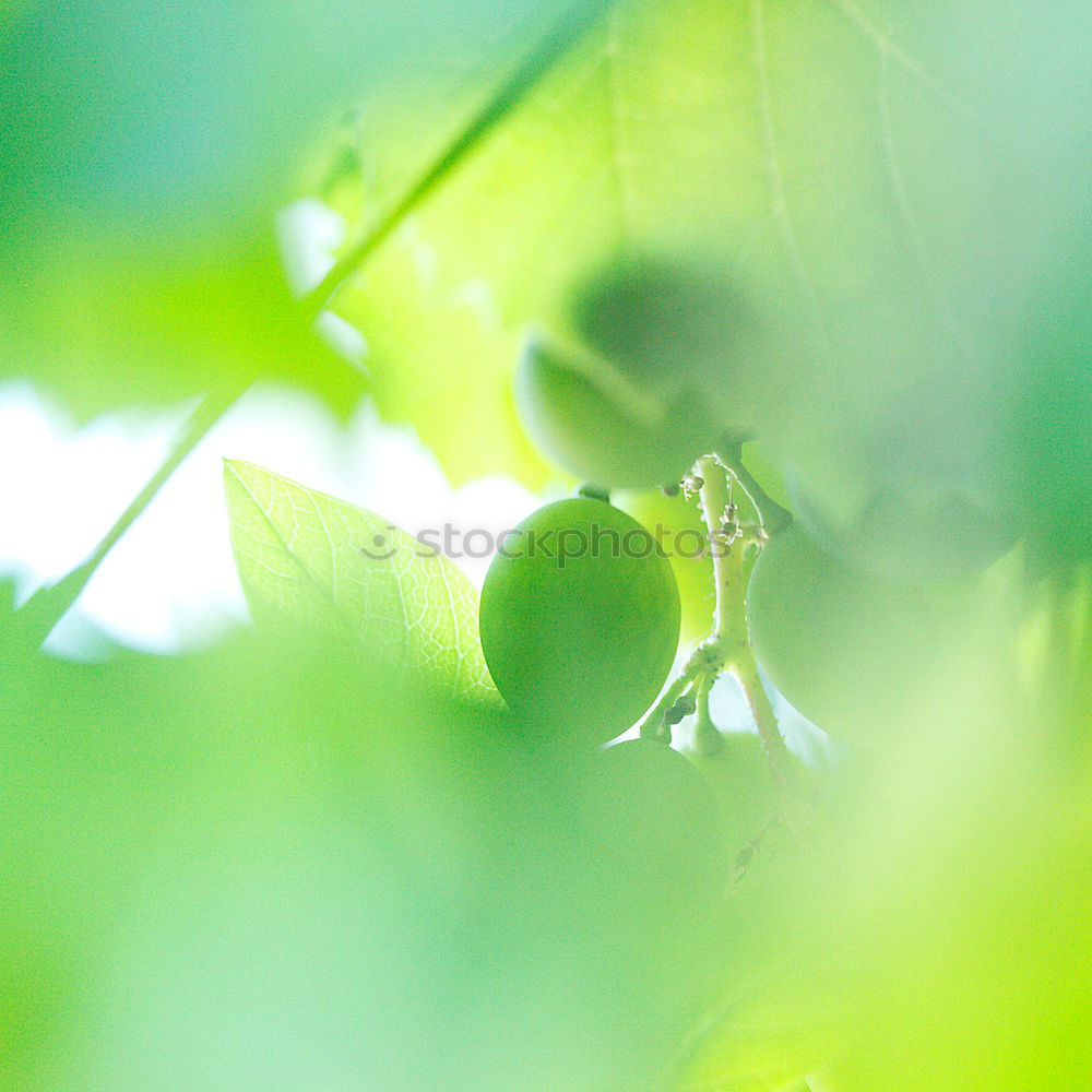 Similar – Springspinne springen grün