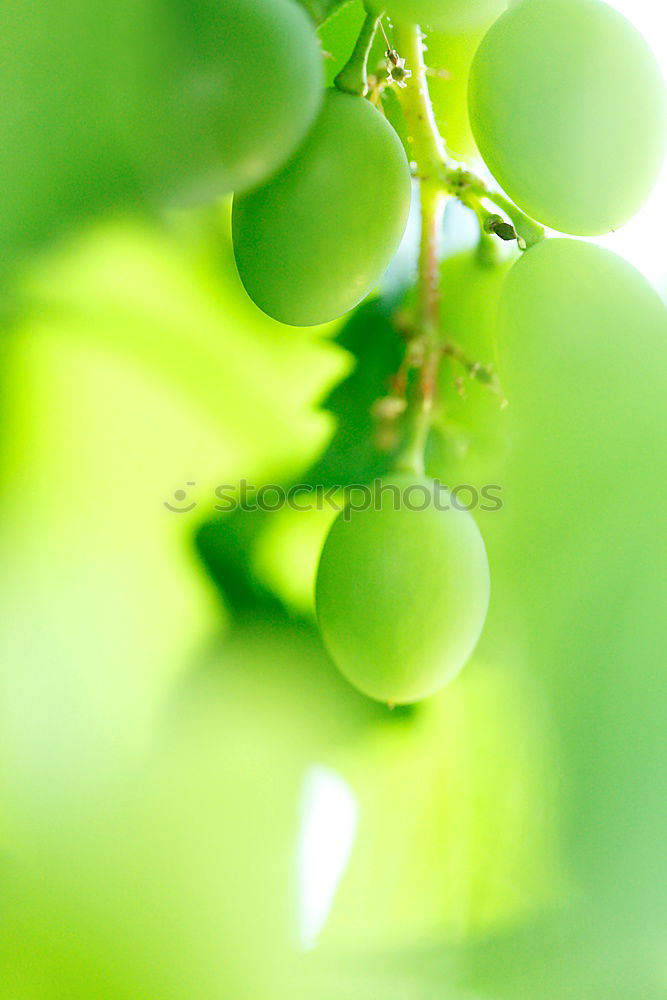 Similar – Foto Bild Obstgarten Lebensmittel