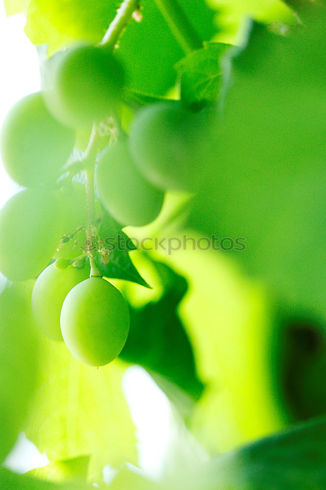 Similar – Foto Bild Obstgarten Lebensmittel