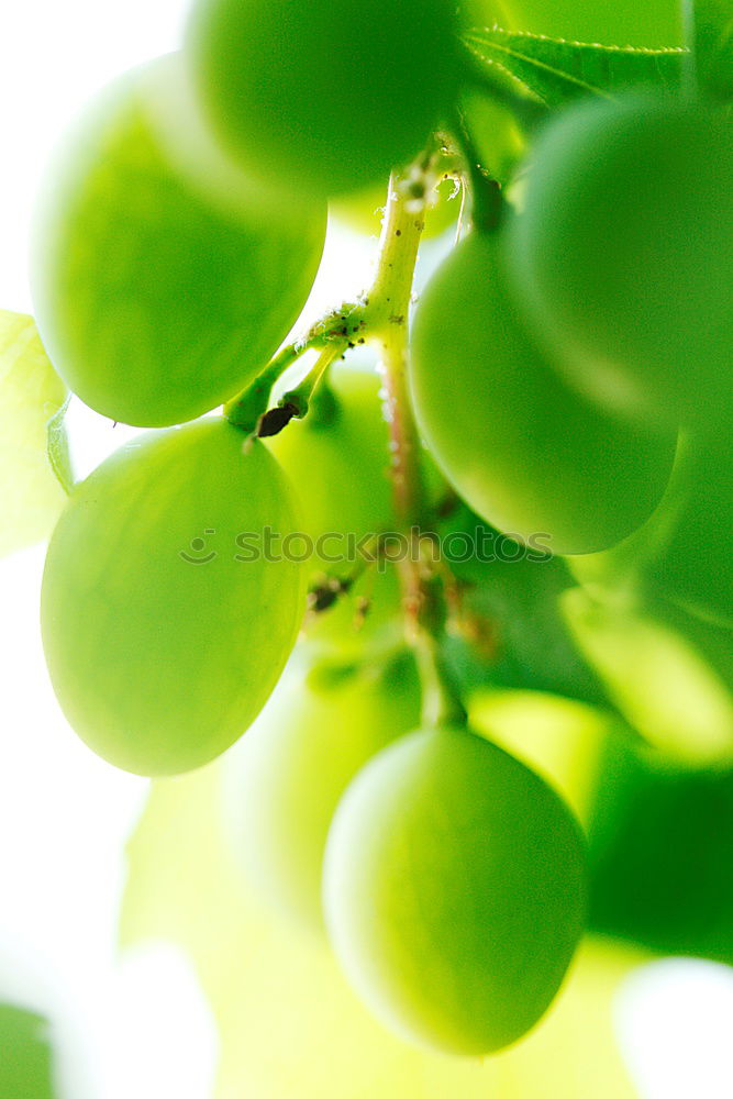 Similar – Foto Bild Warten auf die Tomaten