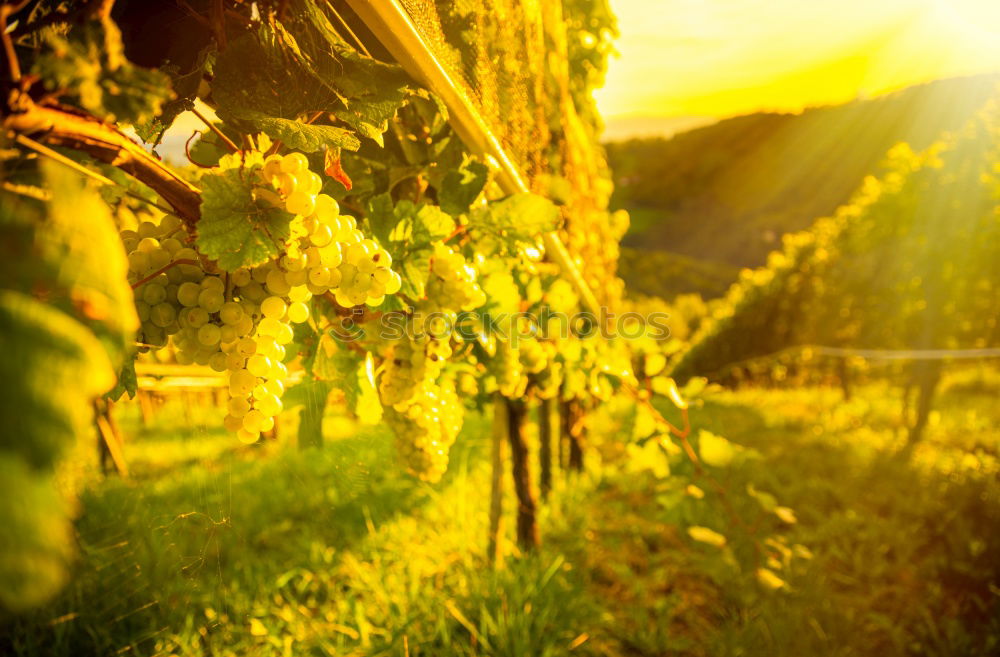 Similar – Image, Stock Photo Vineyards on sunset.