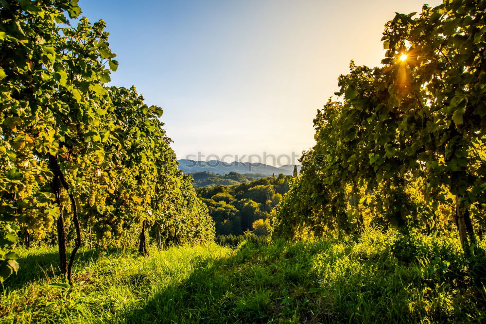 Similar – Foto Bild Herstnachmittag in den Weinbergen