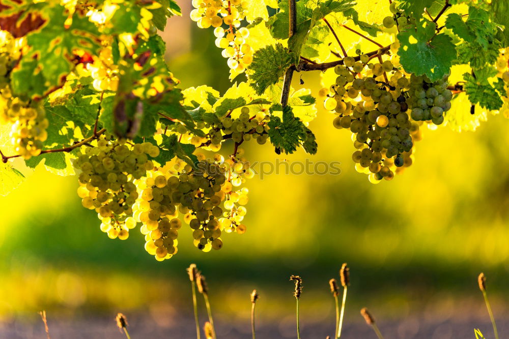 Similar – Rebstock Wein Sekt