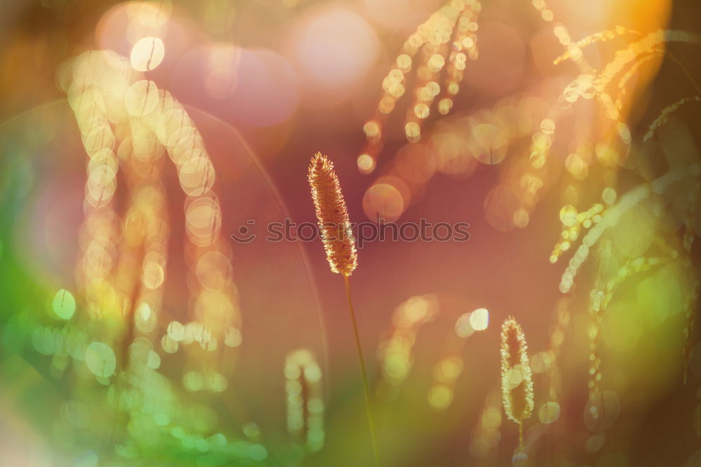 telescope eyes Environment