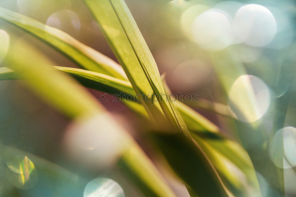 Similar – Spätsommer Blümchen Nature