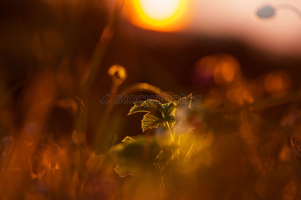 Similar – Foto Bild käferlein Blume Tier klein