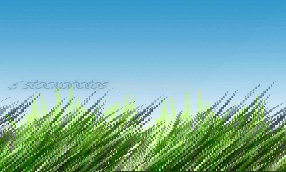 Similar – Image, Stock Photo Jump into the field! IV