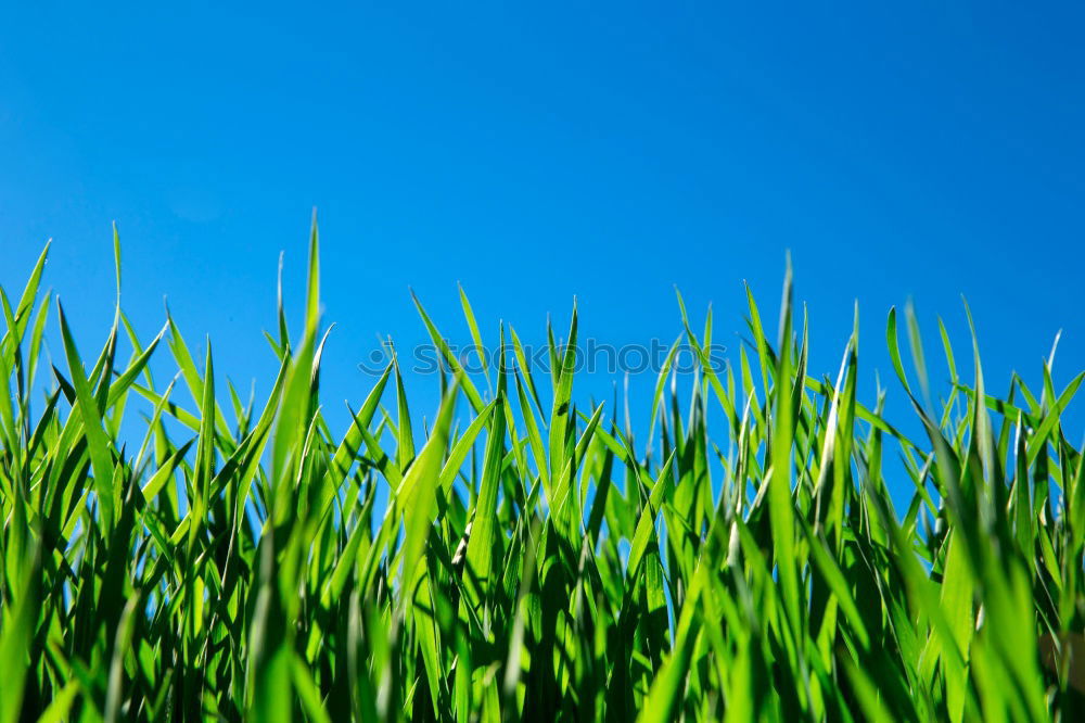 Similar – Image, Stock Photo summer classics Grass Sky