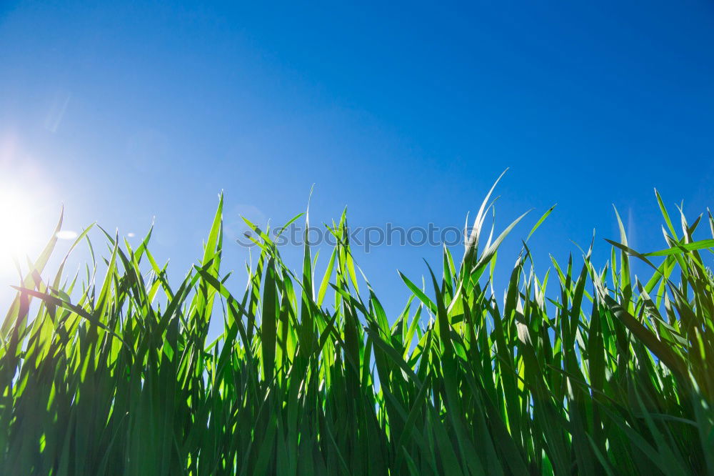 Similar – in the maize field Field