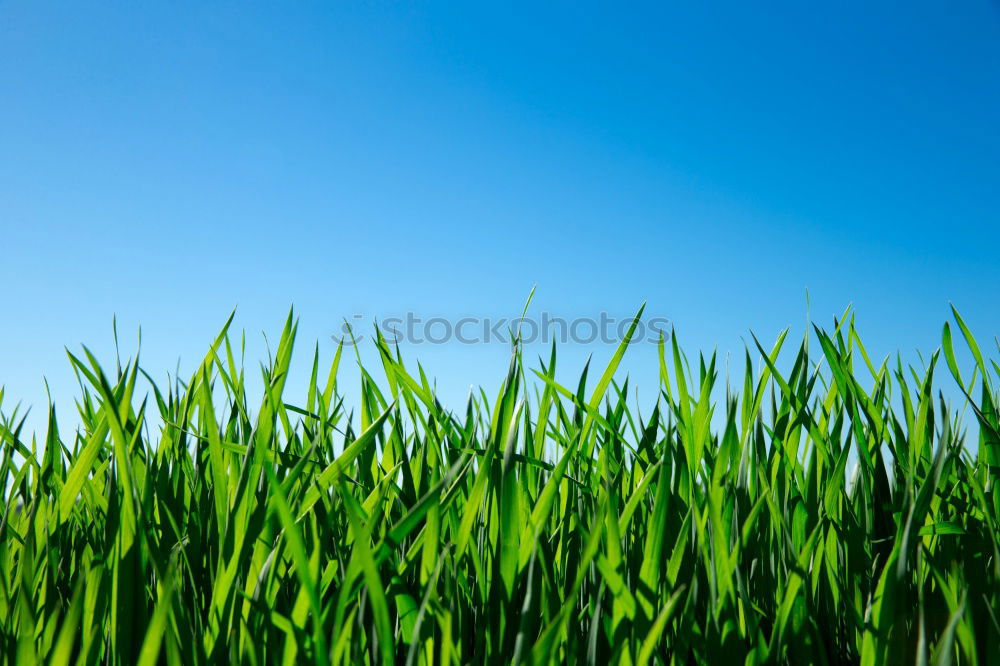 Similar – Image, Stock Photo blades of grass in the sky :-)