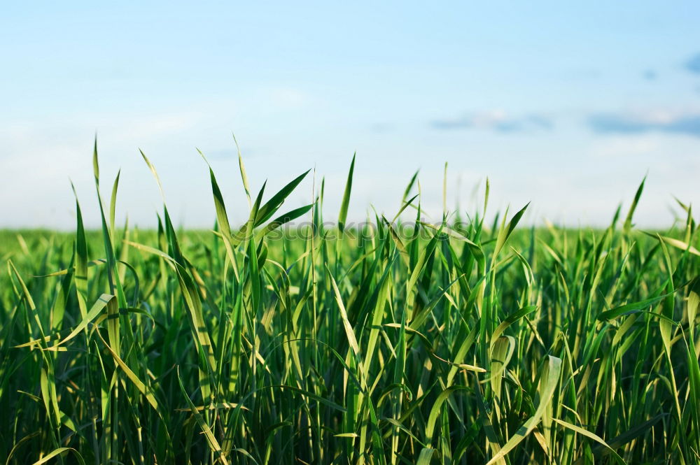 Similar – Maize top field over the Weimarer Land