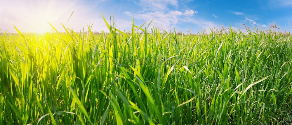 Similar – Image, Stock Photo Corn field in the summer