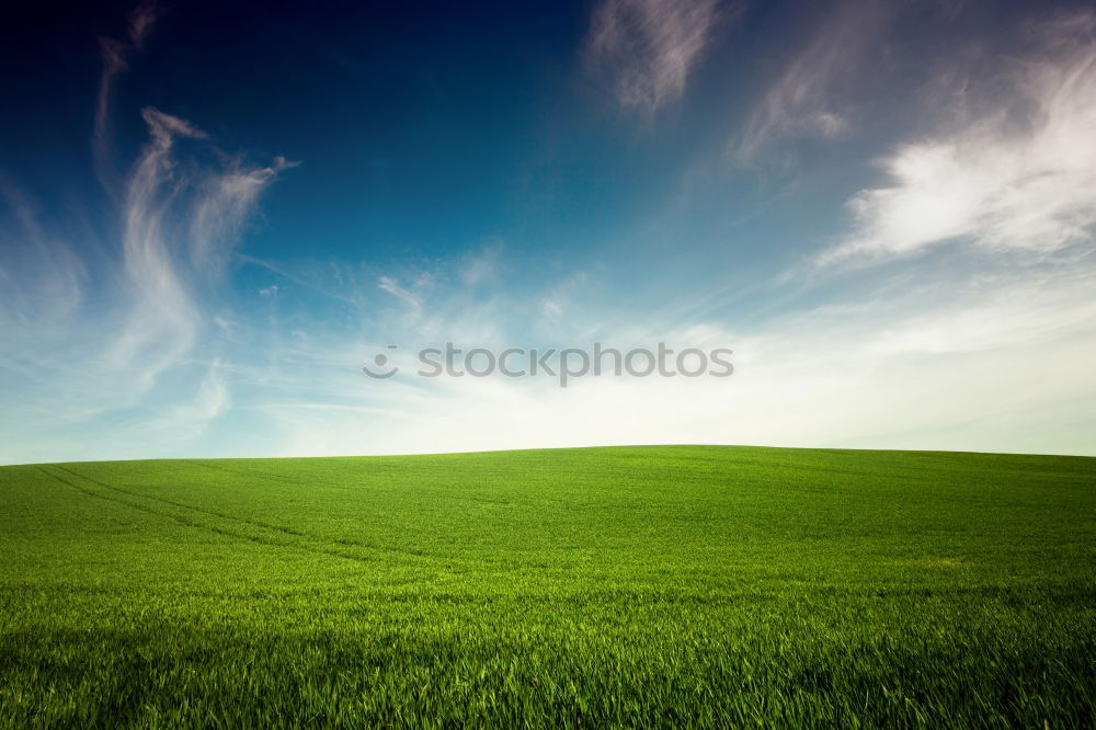 Similar – Mild breeze Barley ear