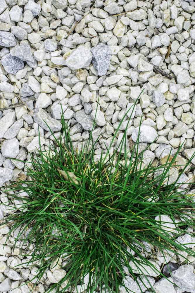 Image, Stock Photo weeds Environment Nature